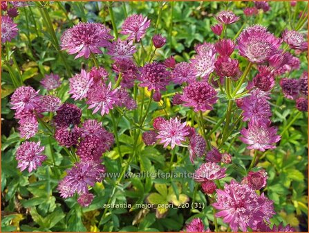 Astrantia major &#039;Capri&#039; | Zeeuws knoopje, Groot sterrenscherm | Gro&szlig;e Sterndolde