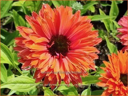 Echinacea purpurea &#039;Sunseekers Rainbow&#039; | Rode zonnehoed, Zonnehoed | Roter Sonnenhut