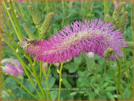 Sanguisorba &#039;Pink Brushes&#039; | Japanse pimpernel, Pimpernel, Sorbenkruid | Japanischer Wiesenknopf