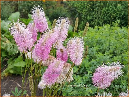 Sanguisorba &#039;Pink Brushes&#039; | Japanse pimpernel, Pimpernel, Sorbenkruid | Japanischer Wiesenknopf