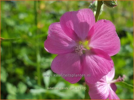 Sidalcea &#039;Candy Girl&#039; | Griekse malva, Prairiemalva | Pr&auml;riemalve