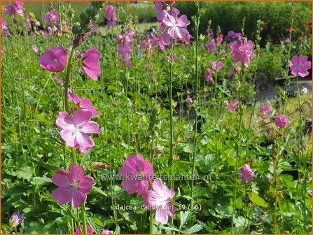 Sidalcea &#039;Candy Girl&#039; | Griekse malva, Prairiemalva | Pr&auml;riemalve