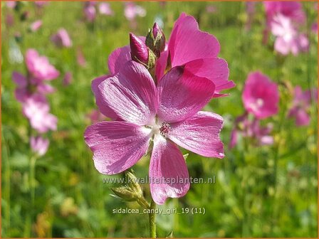 Sidalcea &#039;Candy Girl&#039; | Griekse malva, Prairiemalva | Pr&auml;riemalve