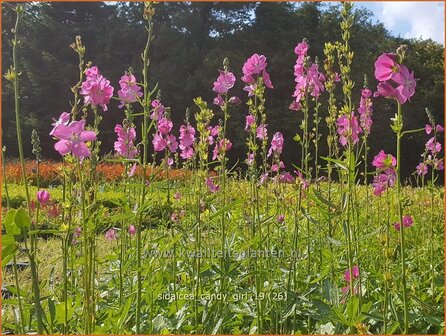 Sidalcea &#039;Candy Girl&#039; | Griekse malva, Prairiemalva | Pr&auml;riemalve