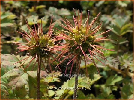 Acaena microphylla | Stekelnootje | Braunbl&auml;ttriges Stacheln&uuml;sschen | Pirri-Pirri