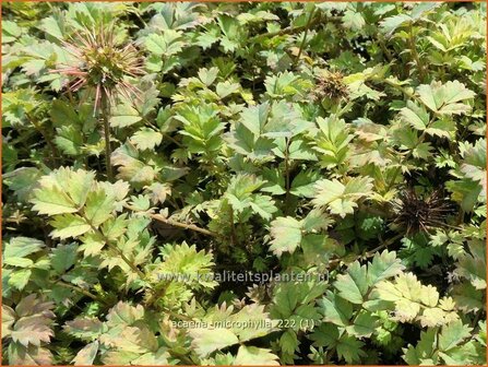 Acaena microphylla | Stekelnootje | Braunbl&auml;ttriges Stacheln&uuml;sschen | Pirri-Pirri