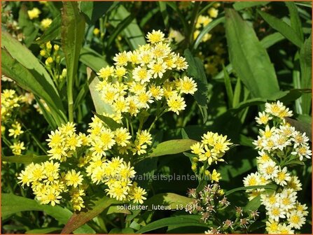 Solidaster luteus &#039;Lemore&#039; | Goldrutenaster | Goldenrod