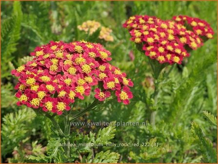 Achillea millefolium &#039;Milly Rock Red&#039; | Duizendblad | Gew&ouml;hnliche Schafgarbe | California yarrow