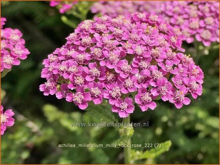 Achillea millefolium &#039;Milly Rock Rose&#039; | Duizendblad | Gew&ouml;hnliche Schafgarbe | California yarrow