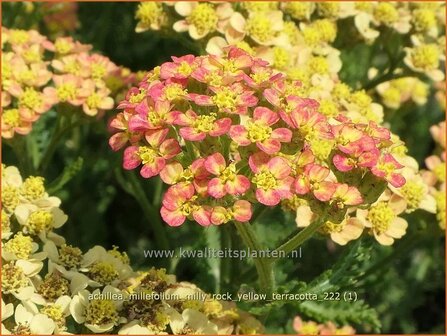 Achillea millefolium &#039;Milly Rock Yellow Terracotta&#039; | Duizendblad | Gew&ouml;hnliche Schafgarbe | California yarrow