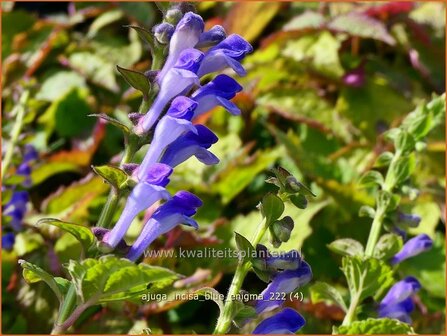 Ajuga incisa &#039;Blue Enigma&#039; | Japans zenegroen, Zenegroen | Eingeschnittener G&uuml;nsel | Bugle