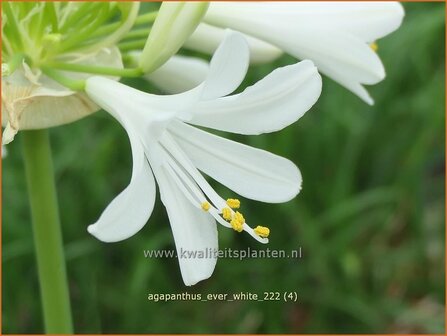 Agapanthus &#039;Ever White&#039; | Afrikaanse lelie, Kaapse lelie, Liefdesbloem | Schmucklilie | African Lily