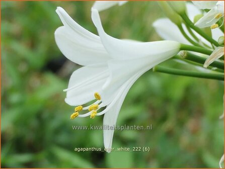 Agapanthus &#039;Ever White&#039; | Afrikaanse lelie, Kaapse lelie, Liefdesbloem | Schmucklilie | African Lily