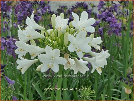 Agapanthus &#039;Ever White&#039; | Afrikaanse lelie, Kaapse lelie, Liefdesbloem | Schmucklilie | African Lily