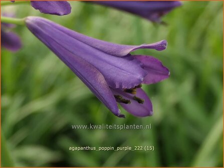 Agapanthus &#039;Poppin Purple&#039; | Afrikaanse lelie, Kaapse lelie, Liefdesbloem | Schmucklilie | African Lily