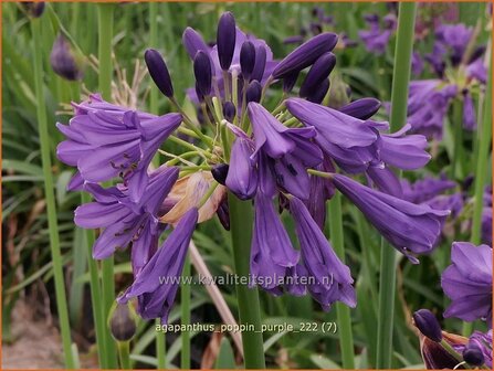 Agapanthus &#039;Poppin Purple&#039; | Afrikaanse lelie, Kaapse lelie, Liefdesbloem | Schmucklilie | African Lily