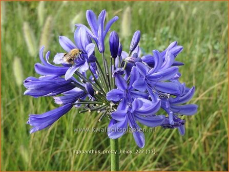 Agapanthus &#039;Pretty Heidy&#039; | Afrikaanse lelie, Kaapse lelie, Liefdesbloem | Schmucklilie | African Lily