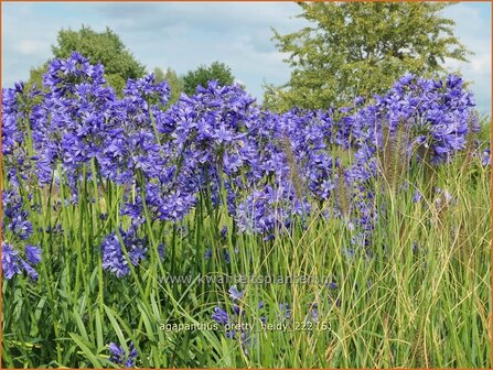 Agapanthus &#039;Pretty Heidy&#039; | Afrikaanse lelie, Kaapse lelie, Liefdesbloem | Schmucklilie | African Lily