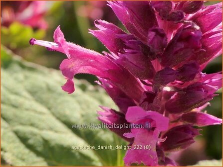 Agastache &#039;Danish Delight&#039; | Dropplant, Anijsnetel | Duftnessel | Giant Hyssop