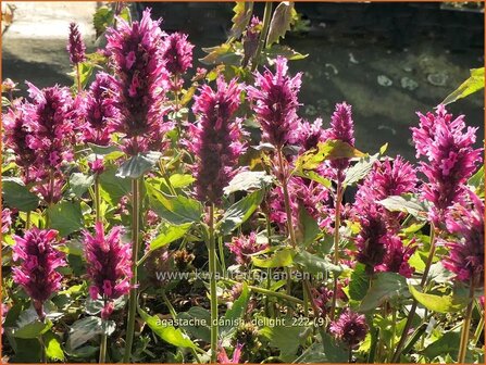 Agastache &#039;Danish Delight&#039; | Dropplant, Anijsnetel | Duftnessel | Giant Hyssop