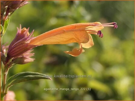 Agastache &#039;Mango Tango&#039; | Dropplant, Anijsnetel | Duftnessel | Giant Hyssop