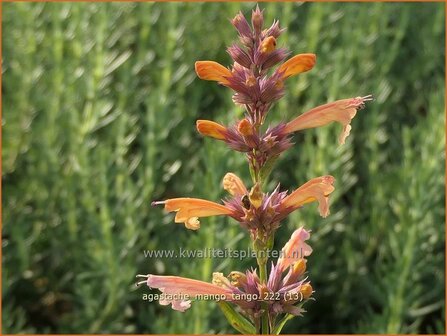 Agastache &#039;Mango Tango&#039; | Dropplant, Anijsnetel | Duftnessel | Giant Hyssop