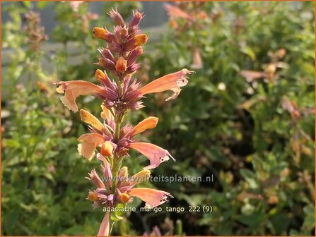 Agastache &#039;Mango Tango&#039; | Dropplant, Anijsnetel | Duftnessel | Giant Hyssop