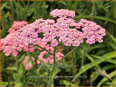 Achillea millefolium &#039;Butterfly Bombshell&#039; | Duizendblad | Gew&ouml;hnliche Schafgarbe | California yarrow