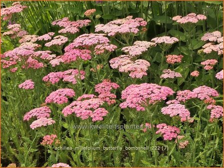 Achillea millefolium &#039;Butterfly Bombshell&#039; | Duizendblad | Gew&ouml;hnliche Schafgarbe | California yarrow