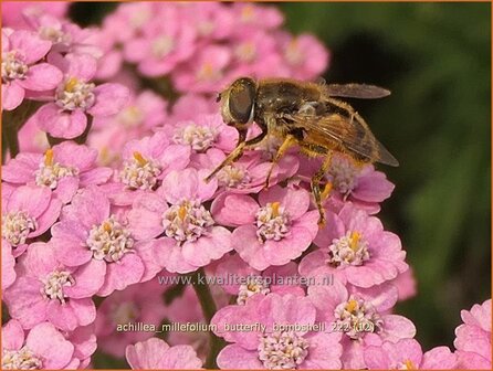 Achillea millefolium &#039;Butterfly Bombshell&#039; | Duizendblad | Gew&ouml;hnliche Schafgarbe | California yarrow