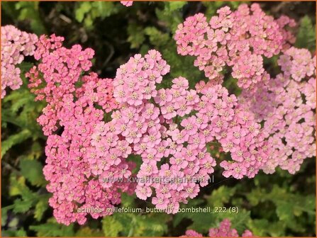 Achillea millefolium &#039;Butterfly Bombshell&#039; | Duizendblad | Gew&ouml;hnliche Schafgarbe | California yarrow