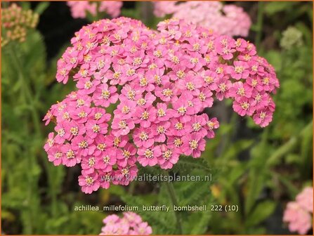 Achillea millefolium &#039;Butterfly Bombshell&#039; | Duizendblad | Gew&ouml;hnliche Schafgarbe | California yarrow