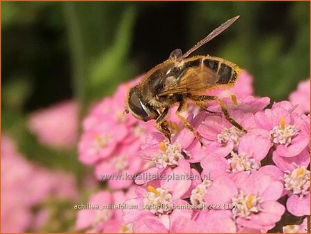 Achillea millefolium &#039;Butterfly Bombshell&#039; | Duizendblad | Gew&ouml;hnliche Schafgarbe | California yarrow