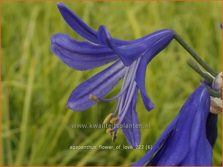 Agapanthus &#039;Flower of Love&#039; | Afrikaanse lelie, Kaapse lelie, Liefdesbloem | Schmucklilie | African Lily