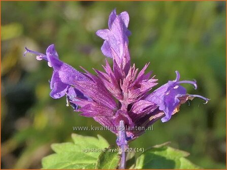 Agastache &#039;Ayala&#039; | Dropplant, Anijsnetel | Duftnessel | Giant Hyssop