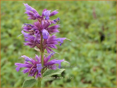 Agastache &#039;Ayala&#039; | Dropplant, Anijsnetel | Duftnessel | Giant Hyssop