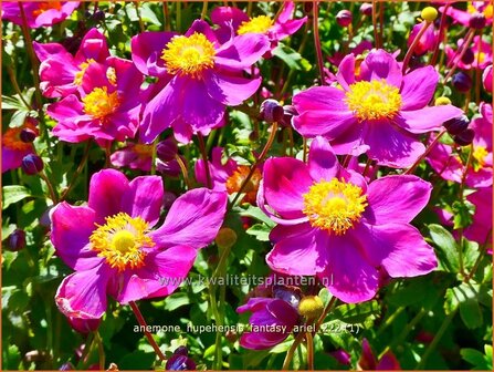 Anemone hupehensis &#039;Fantasy Ariel&#039; | Herfstanemoon, Japanse anemoon, Anemoon | Herbstanemone | Japanese Anemone