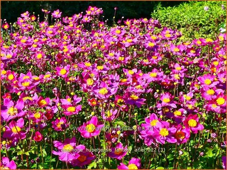 Anemone hupehensis &#039;Fantasy Ariel&#039; | Herfstanemoon, Japanse anemoon, Anemoon | Herbstanemone | Japanese Anemone