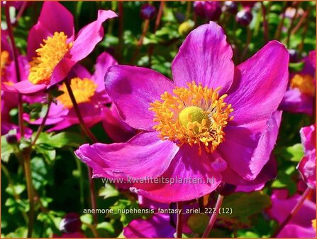 Anemone hupehensis &#039;Fantasy Ariel&#039; | Herfstanemoon, Japanse anemoon, Anemoon | Herbstanemone | Japanese Anemone