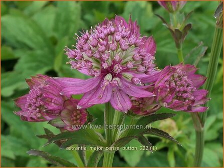 Astrantia major &#039;Cerise Button&#039; | Zeeuws knoopje, Groot sterrenscherm | Gro&szlig;e Sterndolde | Greater Masterwort