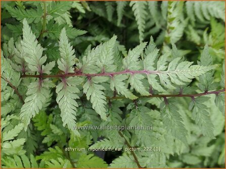 Athyrium niponicum var. pictum | Japanse regenboogvaren | Regenbogenfarn | Japanese Painted Fern