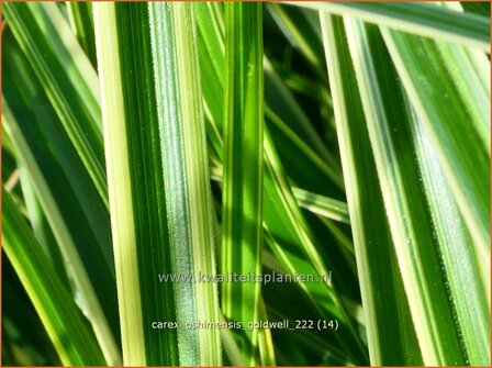 Carex oshimensis &#039;Goldwell&#039; | Zegge | Buntlaubige Segge | Weeping Sedge