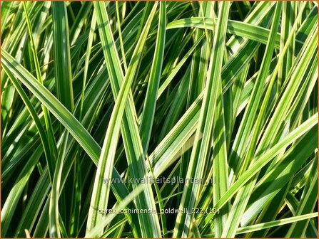 Carex oshimensis &#039;Goldwell&#039; | Zegge | Buntlaubige Segge | Weeping Sedge