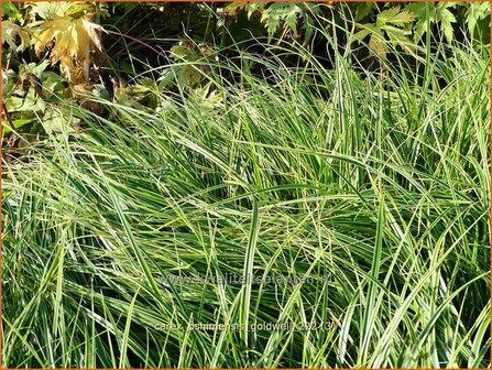 Carex oshimensis &#039;Goldwell&#039; | Zegge | Buntlaubige Segge | Weeping Sedge