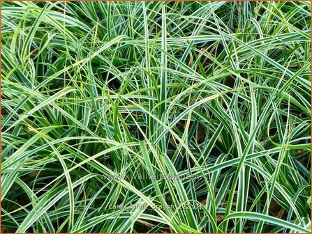 Carex &#039;White Dragon&#039; | Zegge | Segge | Sedge