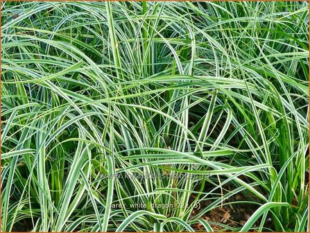 Carex &#039;White Dragon&#039; | Zegge | Segge | Sedge