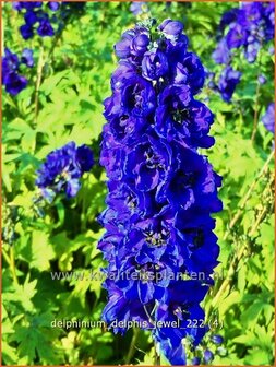 Delphinium &#039;Delphi&#039;s Jewel&#039; | Ridderspoor | Rittersporn | Larkspur