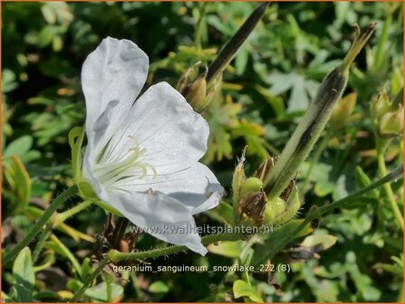 Geranium sanguineum &#039;Snowflake&#039; | Bermooievaarsbek, Ooievaarsbek, Tuingeranium, Geranium | Blut-Storchschnabel | Bloo