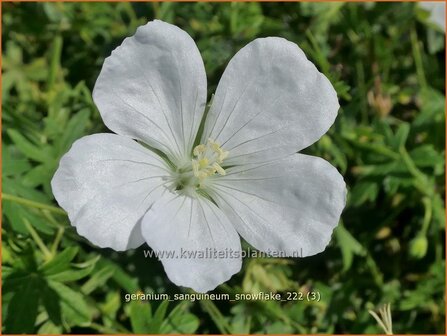 Geranium sanguineum &#039;Snowflake&#039; | Bermooievaarsbek, Ooievaarsbek, Tuingeranium, Geranium | Blut-Storchschnabel | Bloo