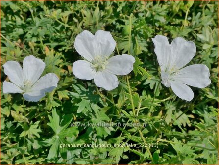 Geranium sanguineum &#039;Snowflake&#039; | Bermooievaarsbek, Ooievaarsbek, Tuingeranium, Geranium | Blut-Storchschnabel | Bloo